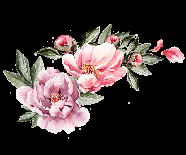 素描水彩花卉卡通透明素材