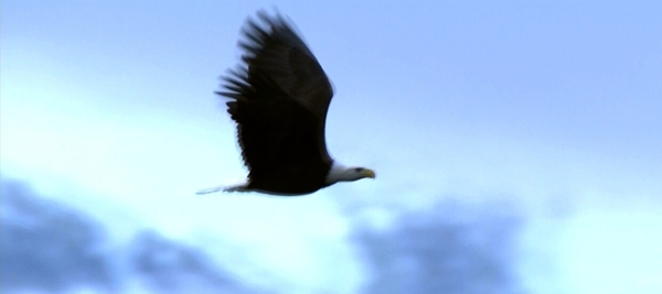 鹰飞翔的鹰高清视频素材