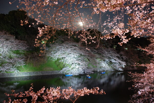 日本日落时的樱花