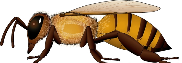 昆虫系列黄蜂黄黑尾