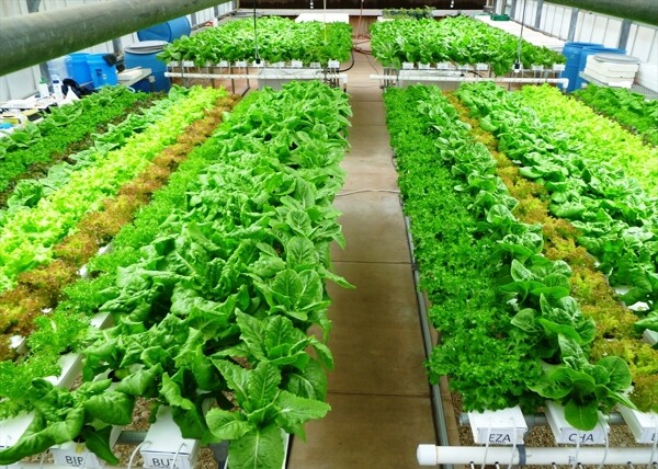 有机蔬菜温室种植