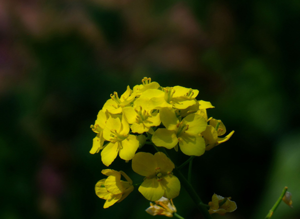 金黄色的油菜花