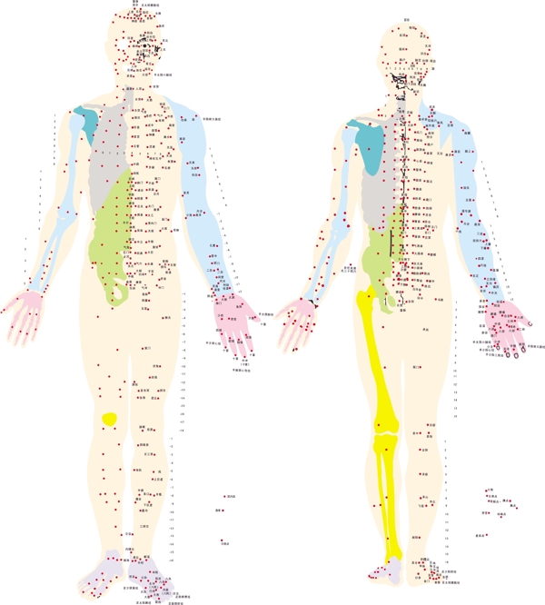 人体结构解刨高清矢量图