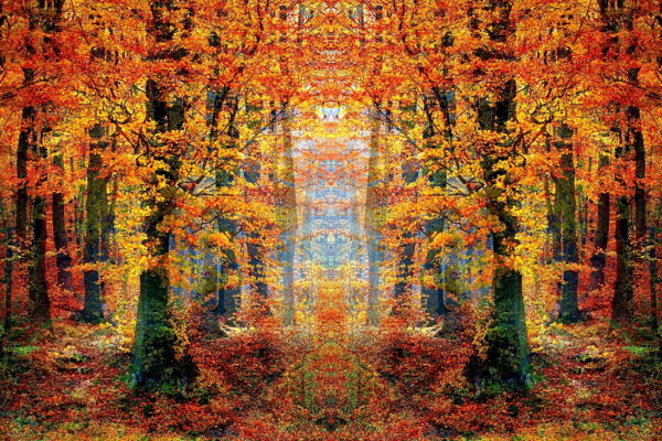 金色秋天森林图片