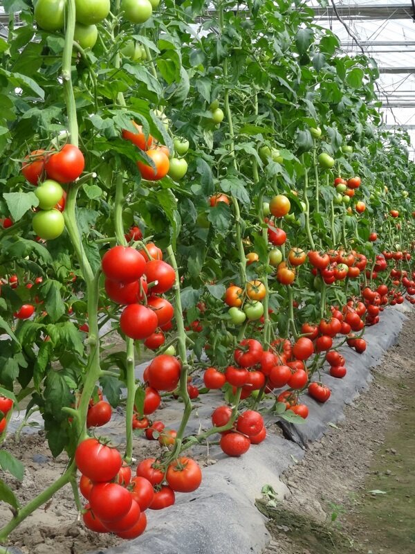 大棚番茄图片