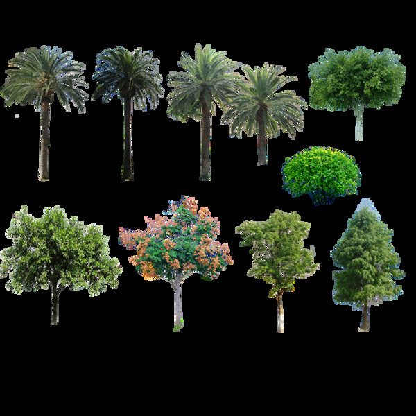 十种绿树热带园林绿化唯美素材