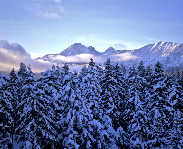 美丽森林雪景图片