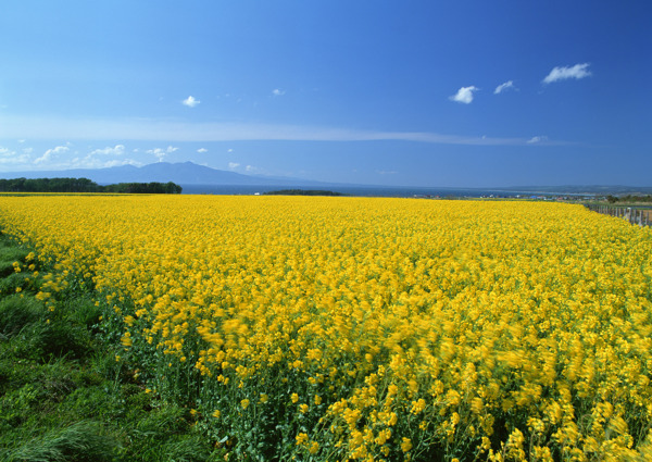 菊花地图片