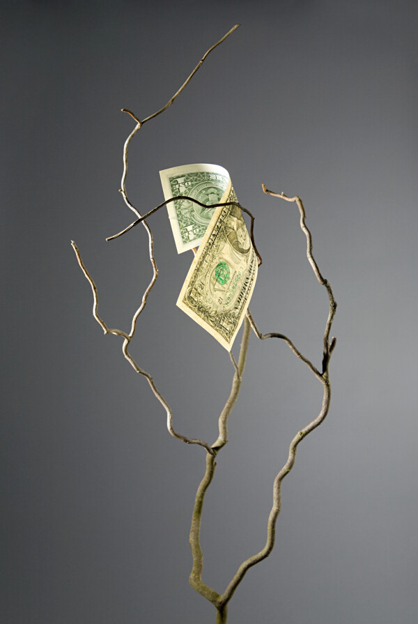 飘落树枝上的钞票图片