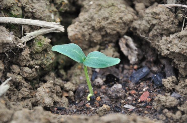 发芽新生植物豆