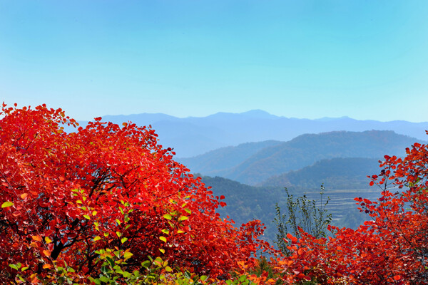 山西陵川红叶风景