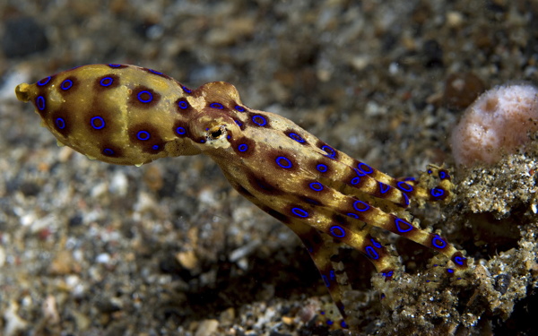 海洋生物图片