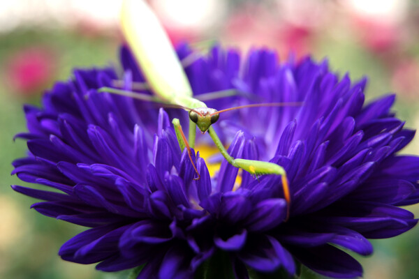 螳螂与花图片