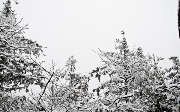 雪树图片