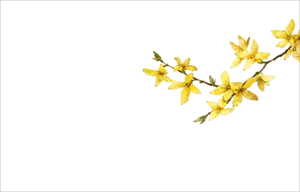 韩国手绘迎春花素材