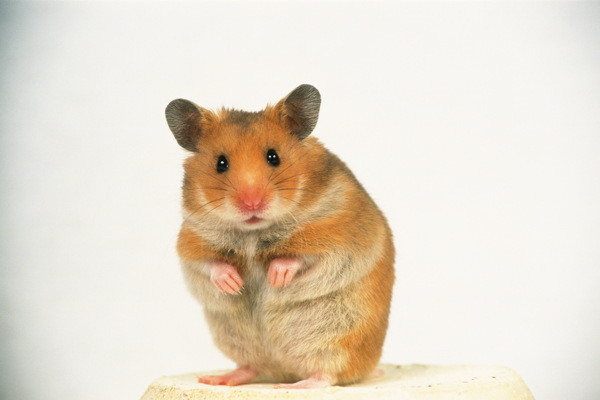 小动物宠物鼠87