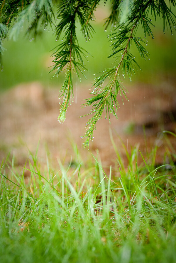 清新雨景图片