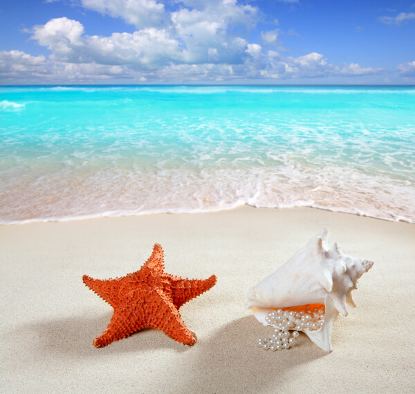 沙滩上的贝壳与海星图片