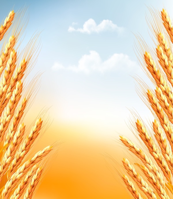 谷物小麦相关矢量素材