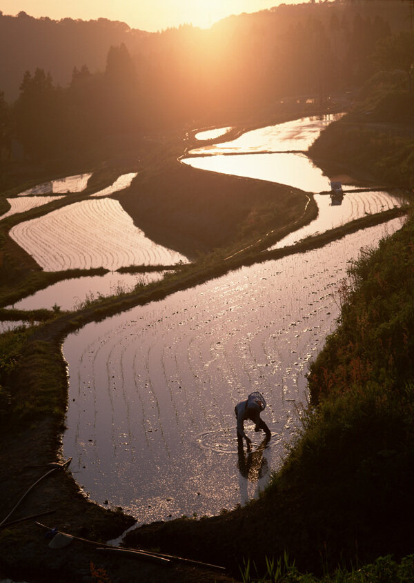 夕阳下的梯田