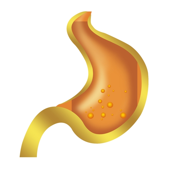 肠胃分层图图片
