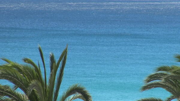 蓝色的海水由棕榈树股票视频框架
