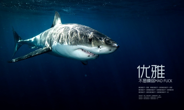 深蓝鲨鱼图片素材