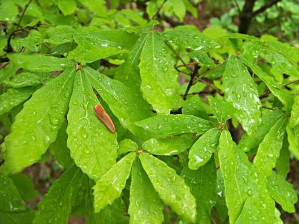雨后的树叶图片