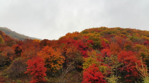 秋天山里的红叶