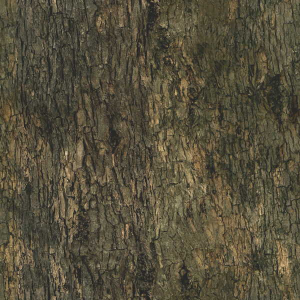 高精细栎树Quercustree01带贴图