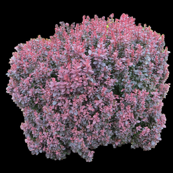 紫色灌木丛免抠png透明图层素材