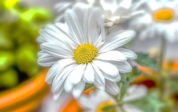 白菊花摄影