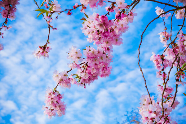 春天里的桃花图片图片