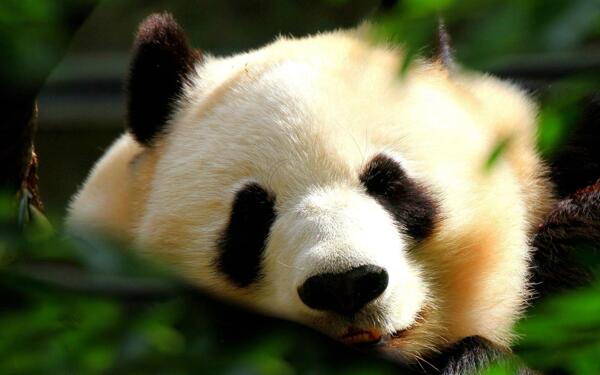 可爱大熊猫摄影照片图片
