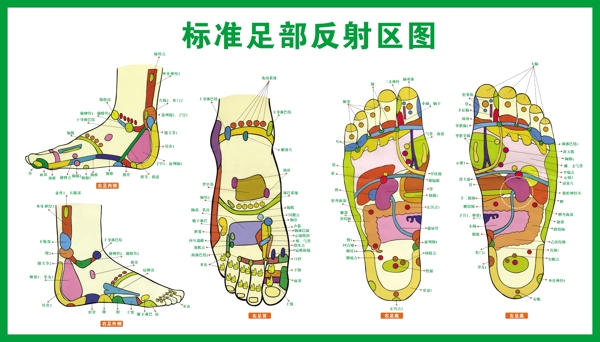 标准足部反射区图图片