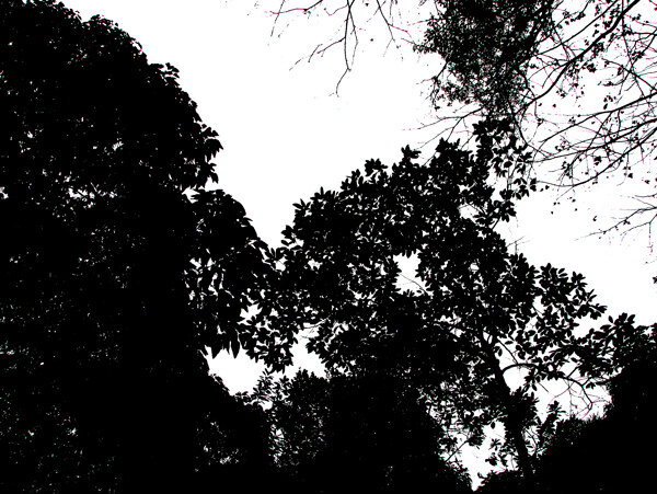 树木剪影3图片