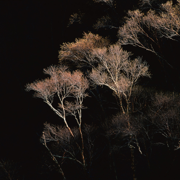 黑夜中的树木