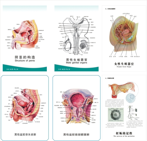 生殖图谱图片