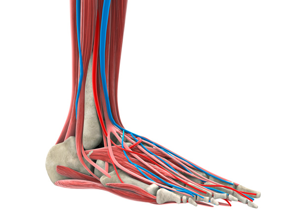 人体脚部骨骼肌肉图片
