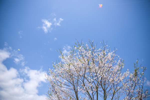 樱花桃花