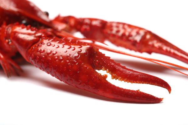 红皮龙虾高清龙虾图图片