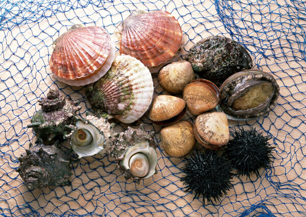 海鲜海螺螺子肉海产品海产品图片