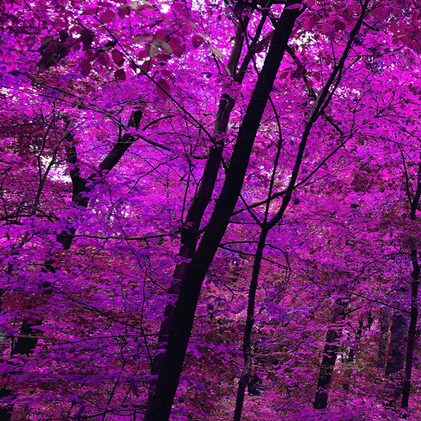 紫色树林图片