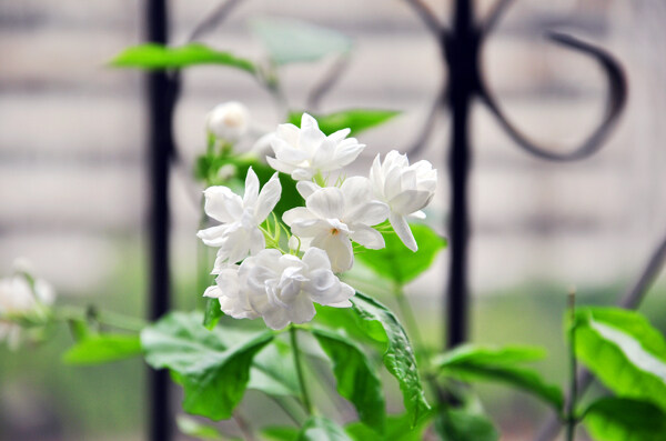 盛开的茉莉花图片