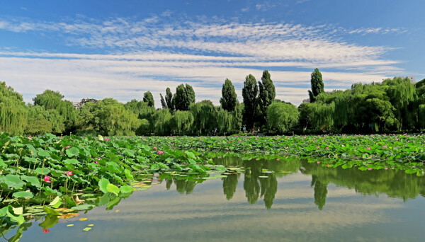 北京紫竹院公园风景