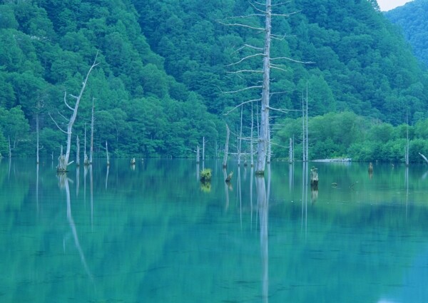 树植物水风景