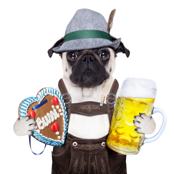 拿着啤酒杯有趣小狗图片