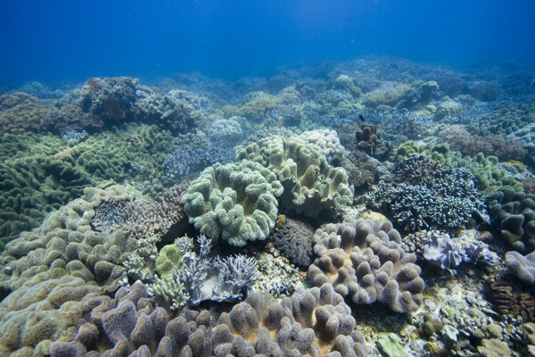 海洋生物图片