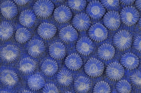 蓝色花朵病菌