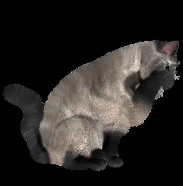 灰色小猫图片免抠png透明图层素材